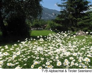 Blumenwiese bei Radfeld