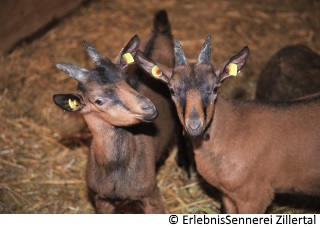 Am Schaubauernhof