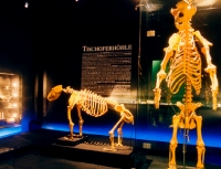 Skelette der Höhlenbären im Heimatmuseum Kufstein