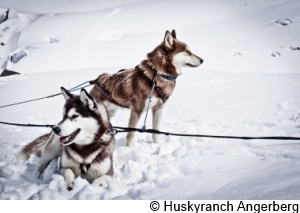 Huskyranch-Angerberg