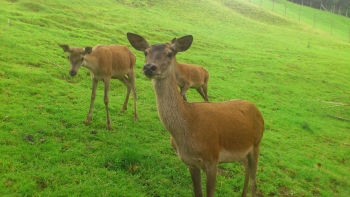 Tierpark Hainzenberg