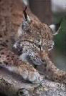 Luchs im Wildpark Assling